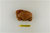藏品(光手滑面蟹)的圖片